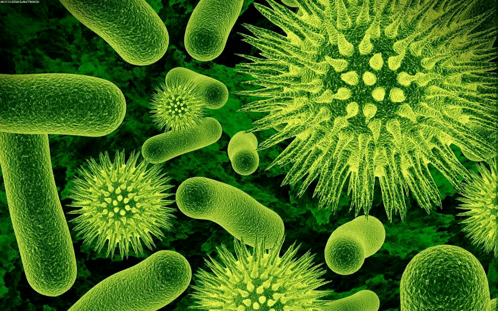 kako bakterije vstopijo v telo